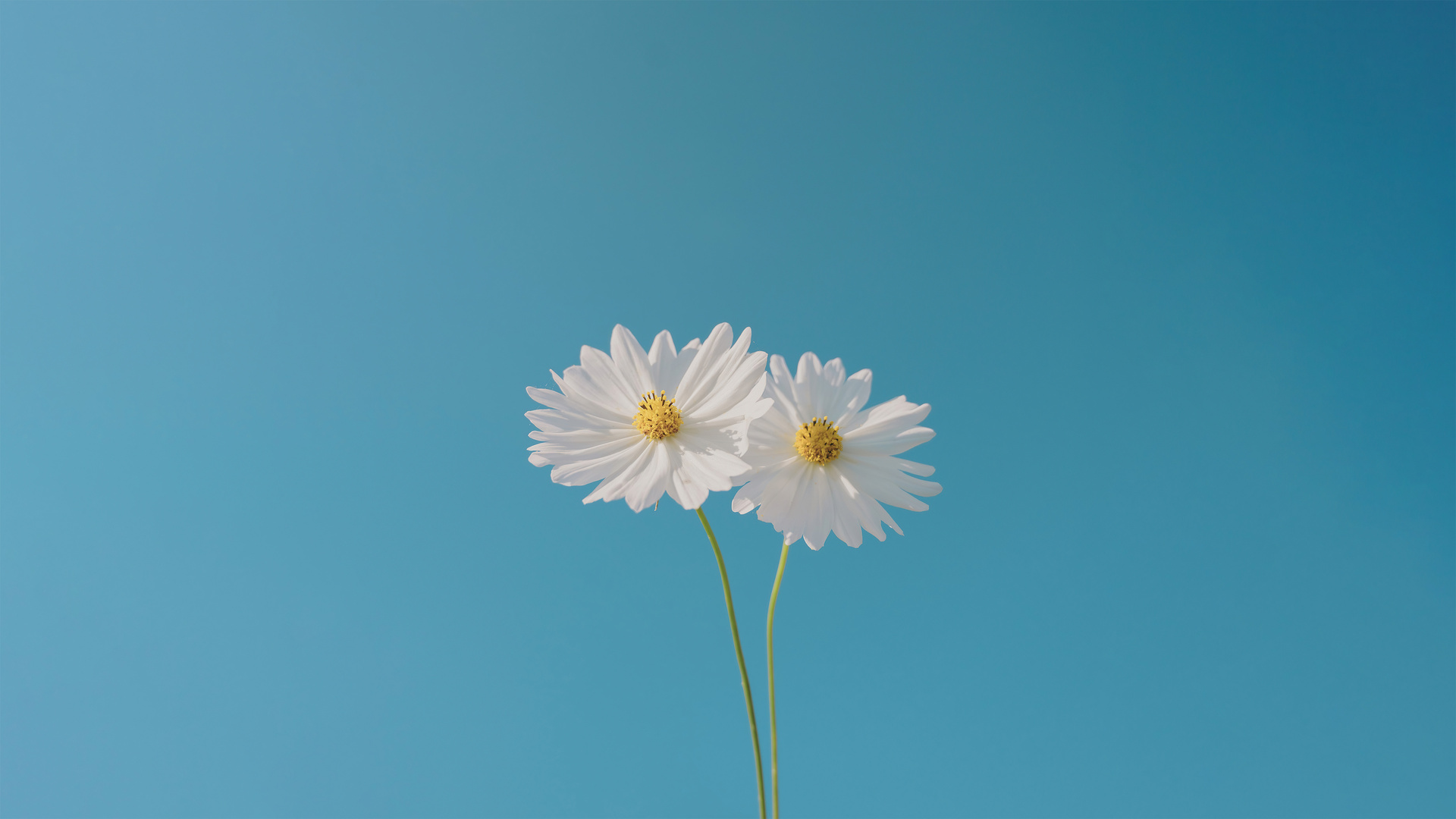 1920x1080 Blue Sky And Flower Laptop Full HD 1080P ,HD 4k Wallpapers,Images,Backgrounds,Photos ...