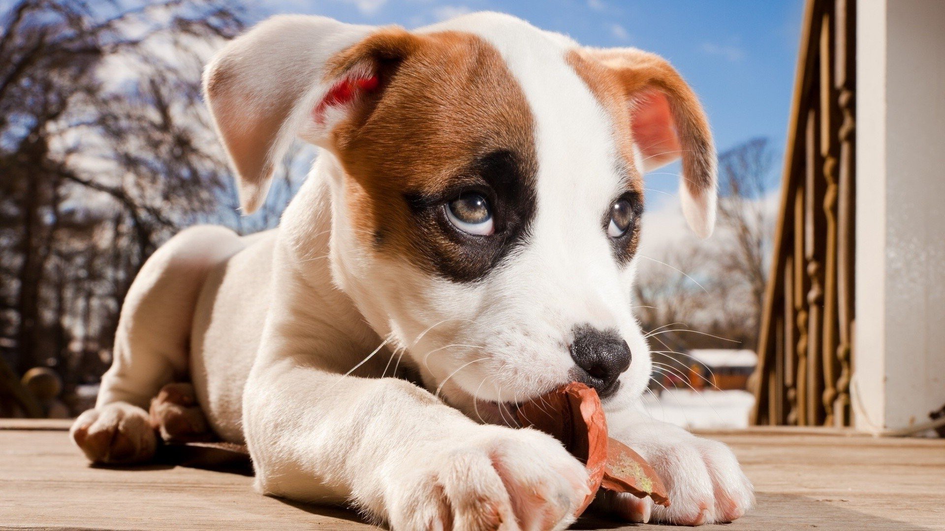 Dog Cute Wallpaper,HD Animals Wallpapers,4k Wallpapers,Images,Backgrounds,Photos and Pictures