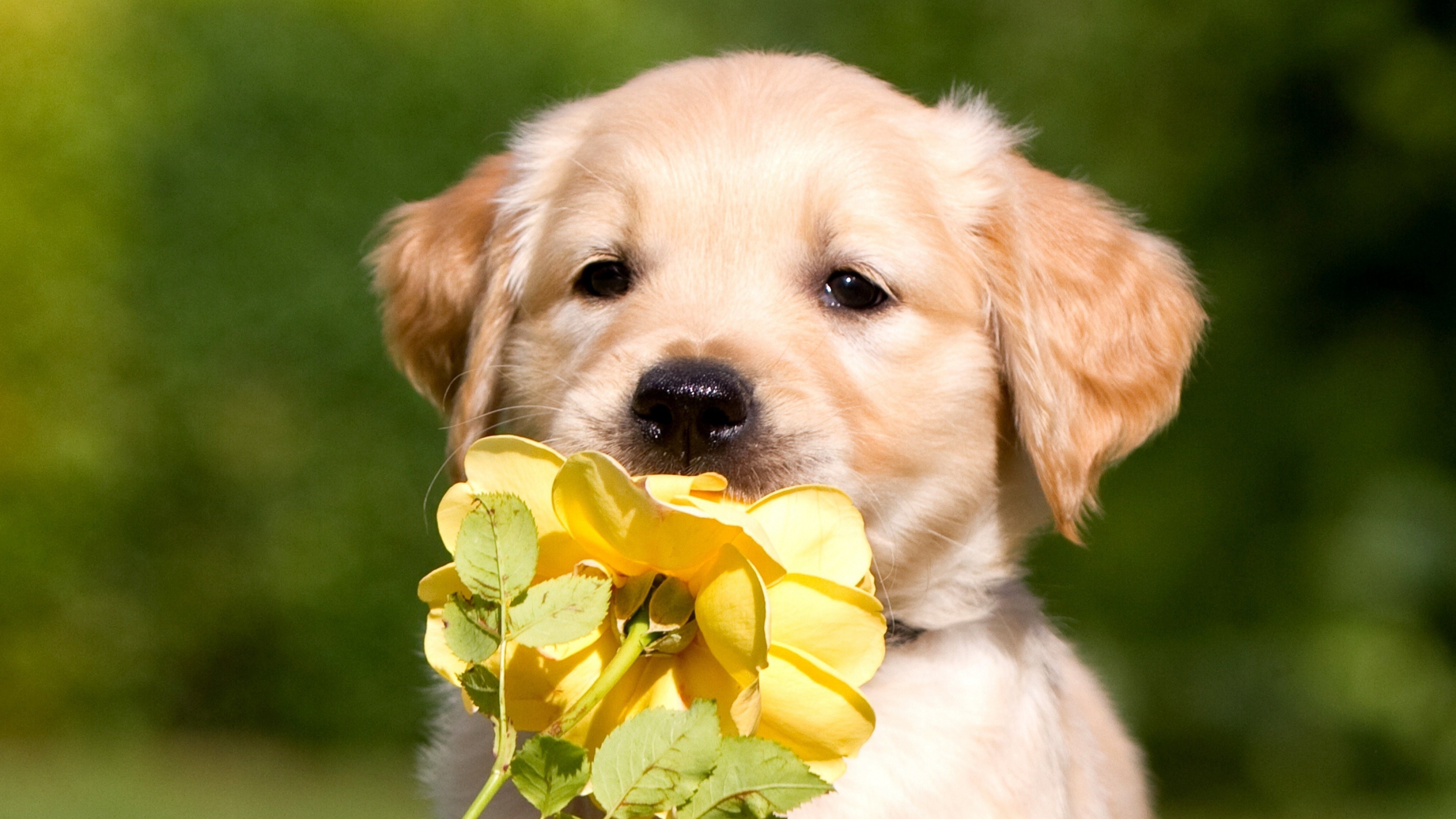 Chocolate Labrador Retriever Puppies Wallpaper
