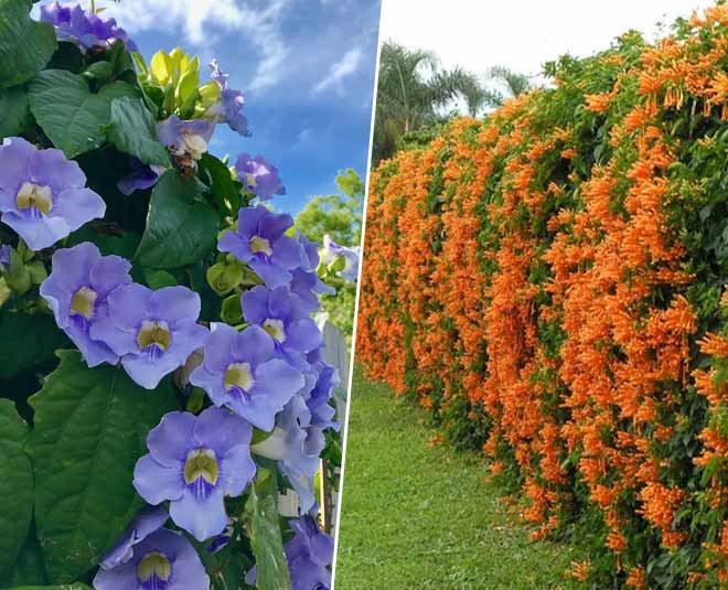 Easy to Grow Creeper Plants for Winter | easy to grow creeper plants for winter | HerZindagi