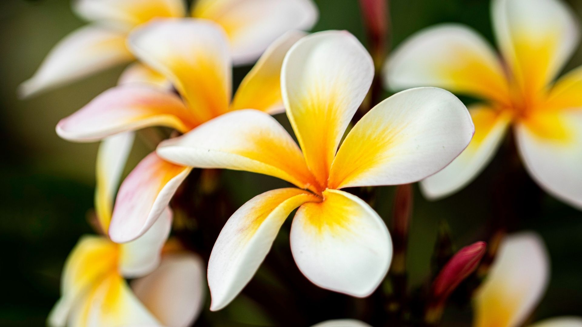 Most beautiful flowers to make you smile instantly