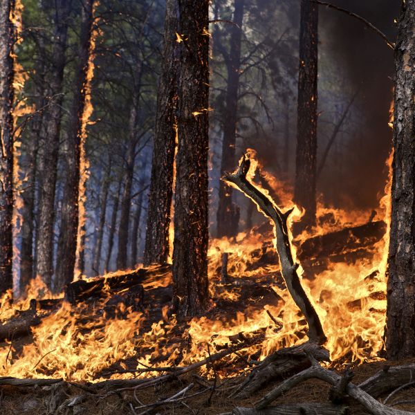 Wildfires: How They Form, And Why They&#39;re So Dangerous