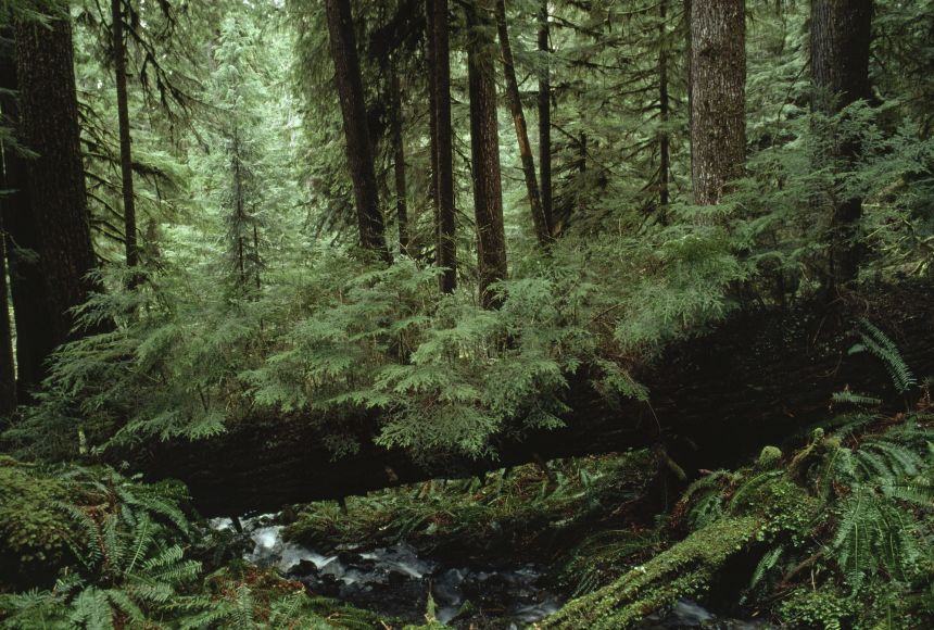 Forest Ecosystem Plants
