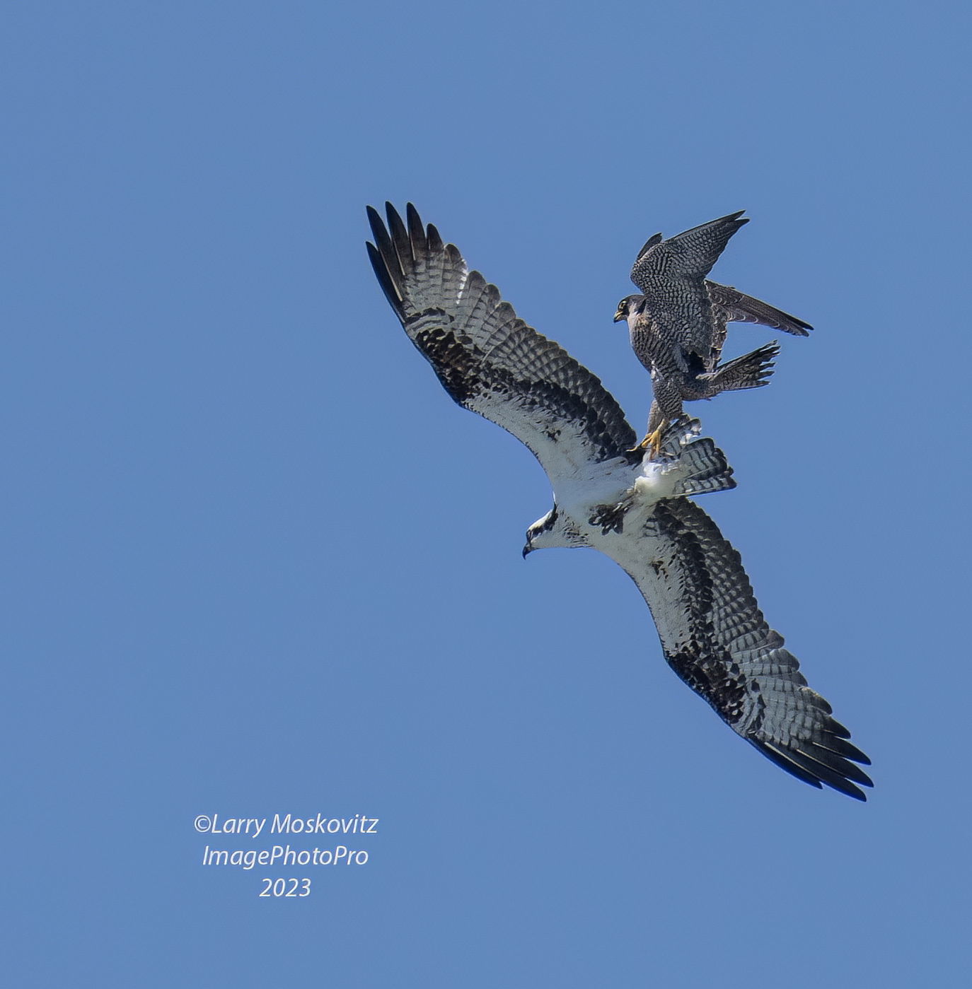 Peregrine hitching a ride - Avian Critiques - Nature Photographers Network