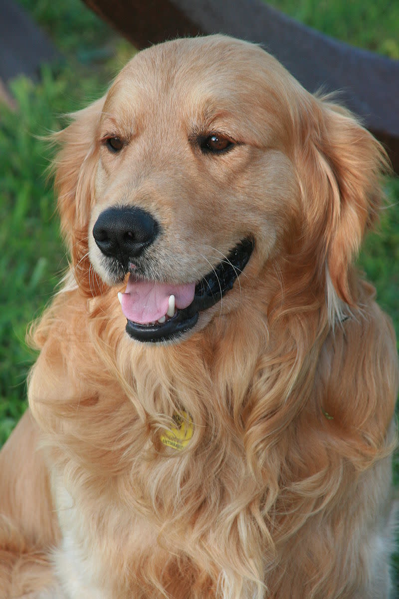 The Golden Retriever: A Guide for Owners - PetHelpful