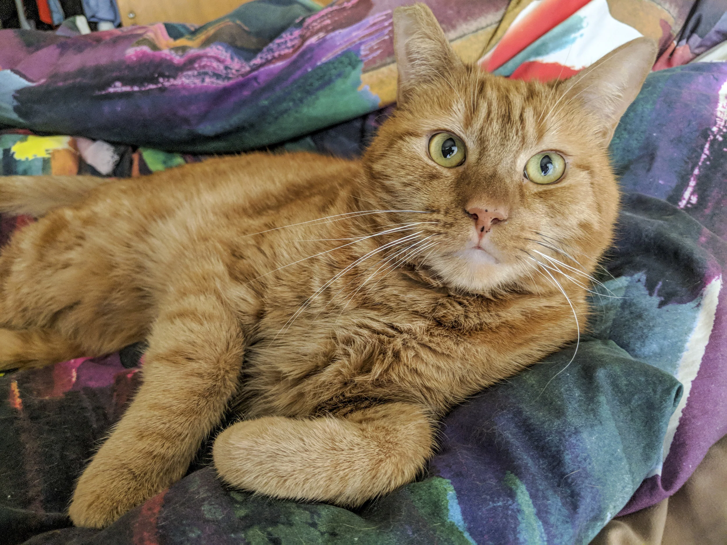 Most orange tabby cats male - hiloforall