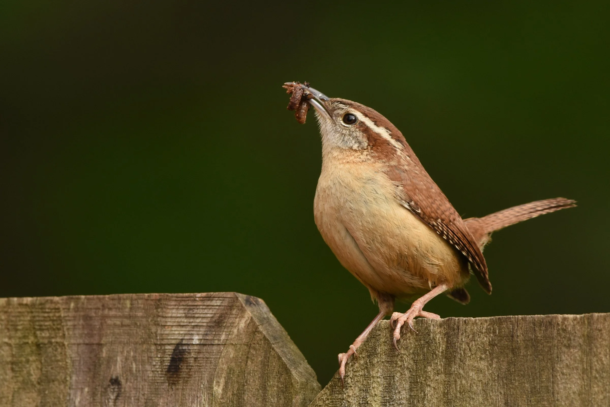 AAH Sanctuary Species-Carolina Wren — Audubon Society Of Northern Virginia