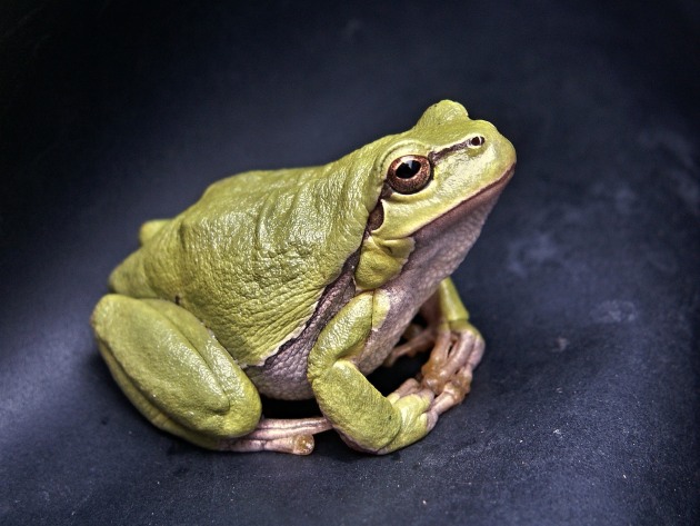 What is a Frog? | Frog Facts for Kids | Twinkl - Twinkl