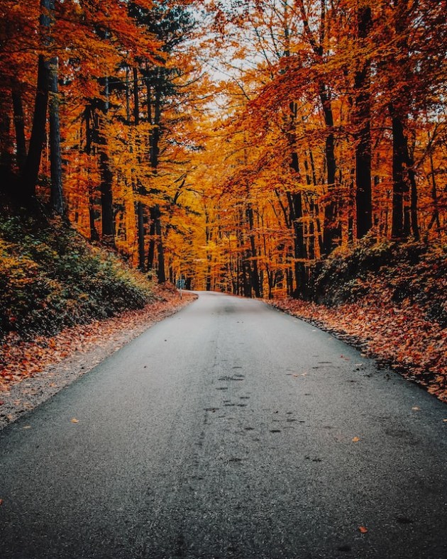 What Is Fall? | Teaching Wiki for Kids | Twinkl USA - Twinkl