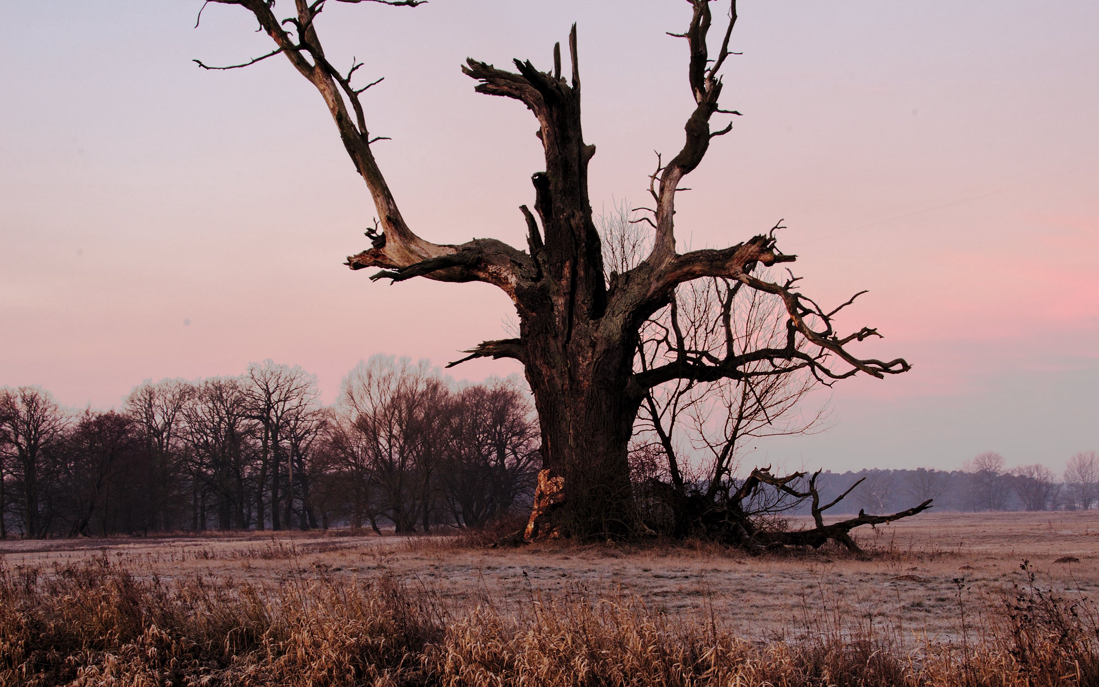 Download Wallpaper 3840x2400 Tree, Branches, Grass, Dry, River, Autumn 4k Ultra Hd 16:10 Hd ...