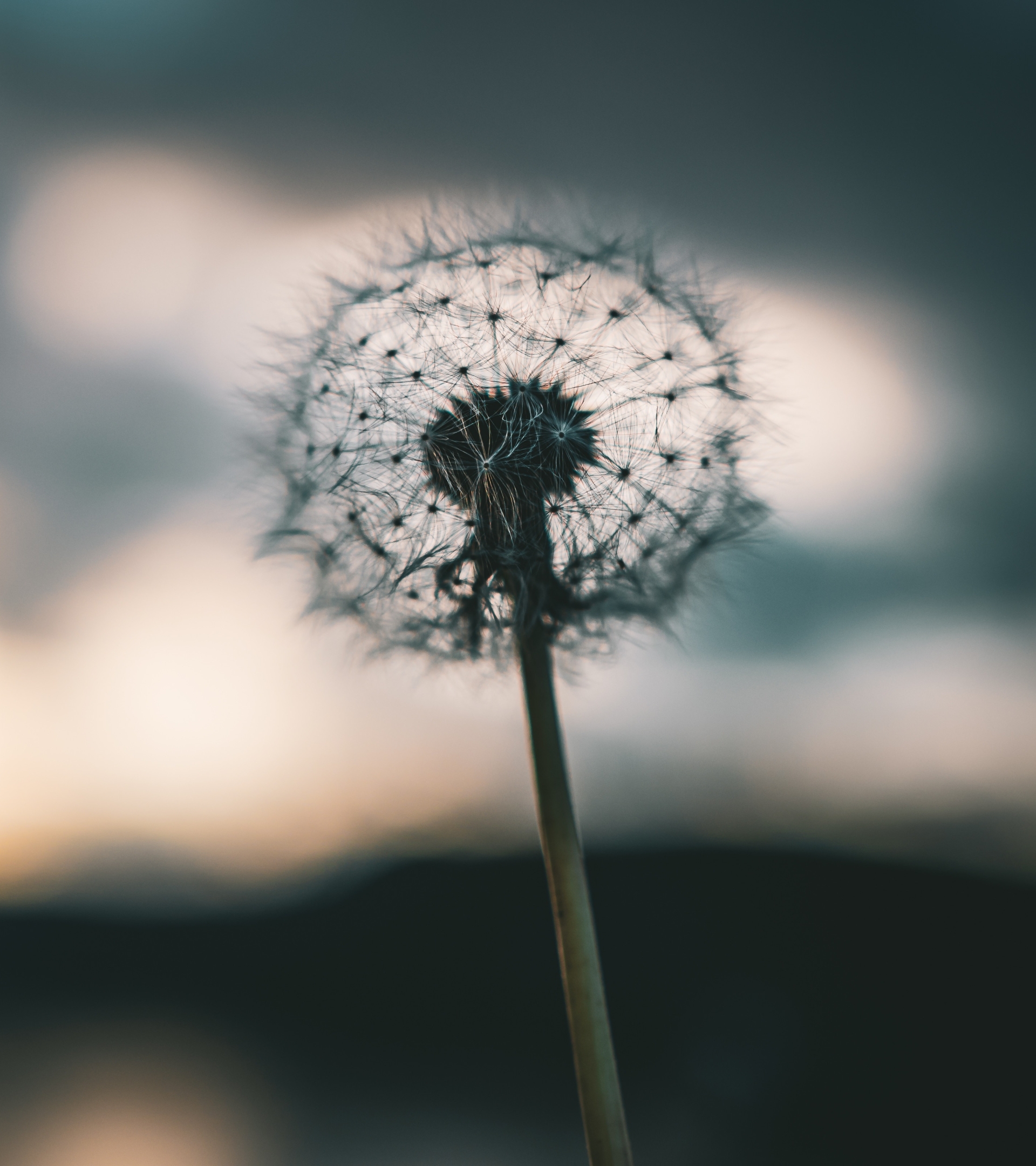 1920x2160 Resolution Dandelion 4k 1920x2160 Resolution Wallpaper - Wallpapers Den