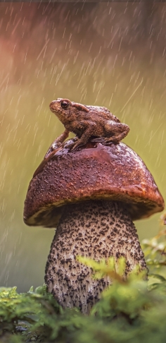236x486 Resolution Frog HD 236x486 Resolution Wallpaper - Wallpapers Den