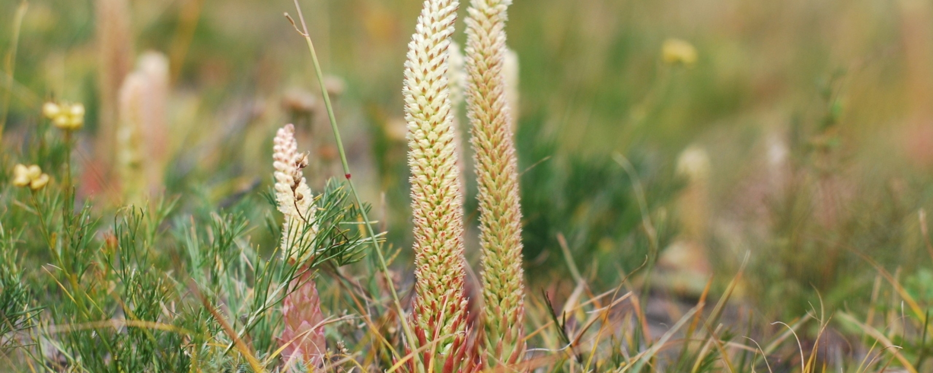 1920x768 Resolution Grass, Plants, Herbs 1920x768 Resolution Wallpaper - Wallpapers Den