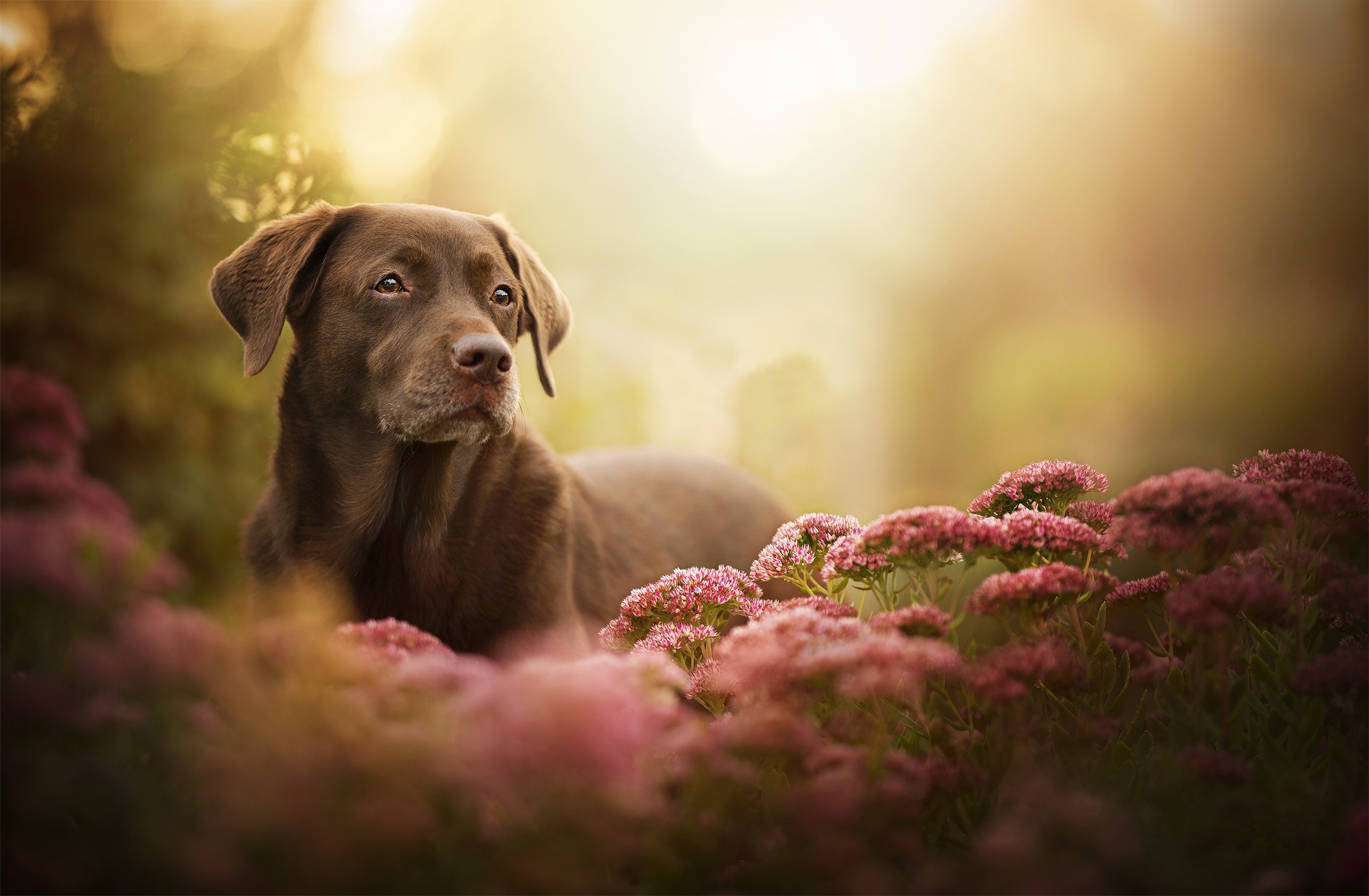 Labrador Retriever Dog Wallpaper, HD Animals 4K Wallpapers, Images and Background - Wallpapers Den