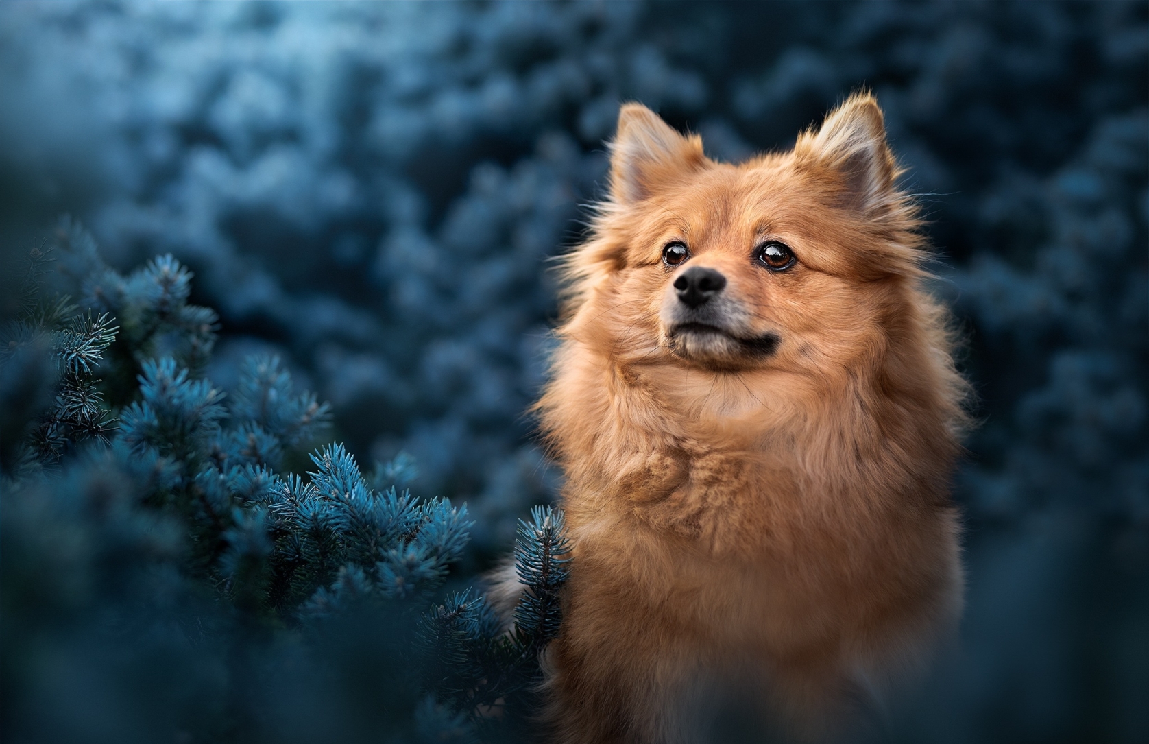 1676x1085 Pomeranian HD 1676x1085 Resolution Wallpaper, HD Animals 4K Wallpapers, Images, Photos ...