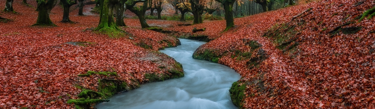 1200x350 Stream Forest 1200x350 Resolution Wallpaper, HD Nature 4K Wallpapers, Images, Photos ...