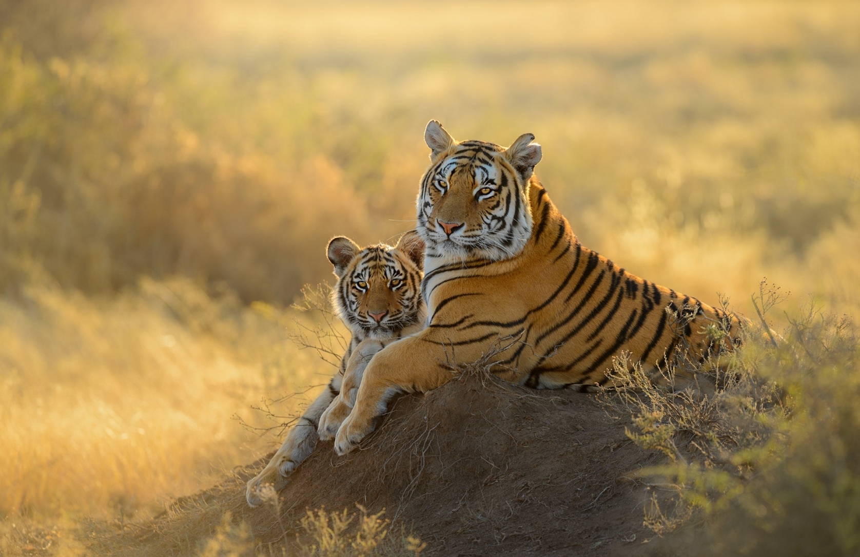 1676x1085 Resolution Tiger HD Cub 1676x1085 Resolution Wallpaper - Wallpapers Den