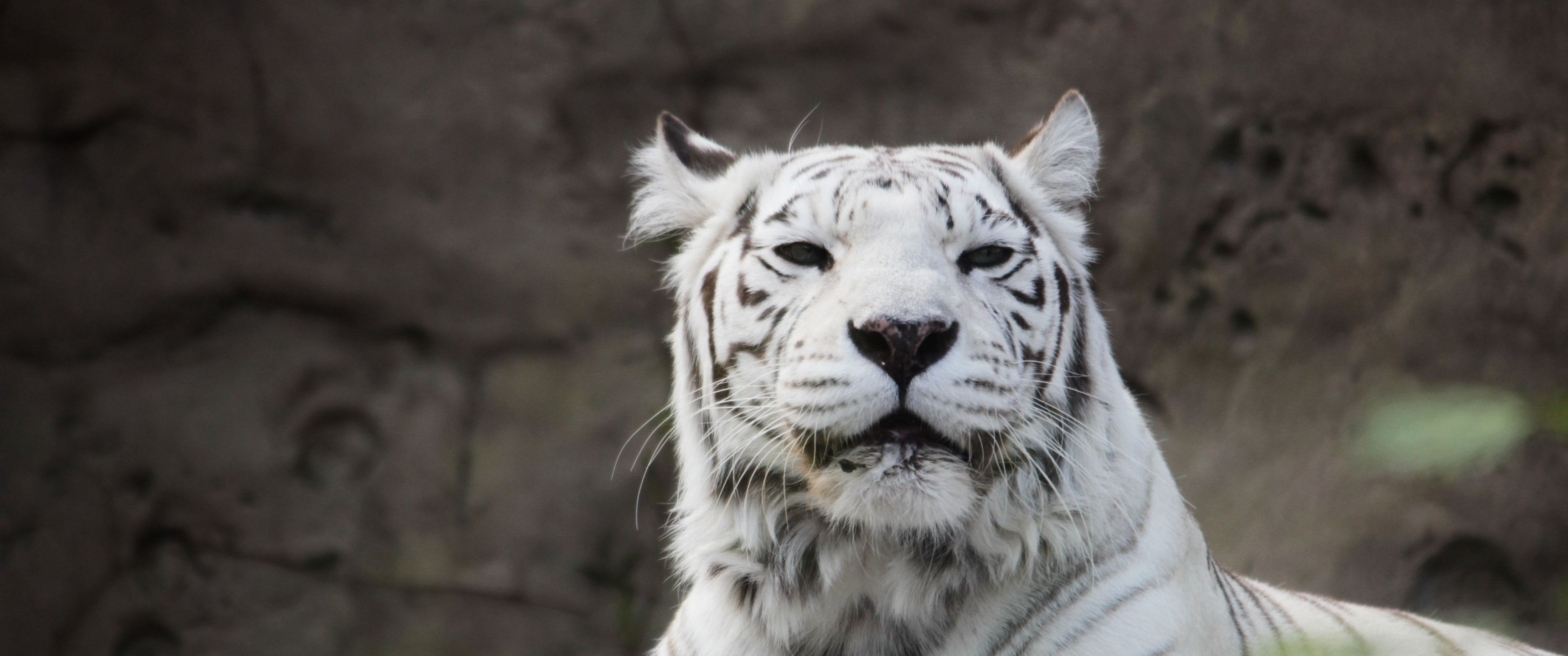 Tiger Albino, Wildlife, White Wallpaper 3440x1440 UltraWide WQHD