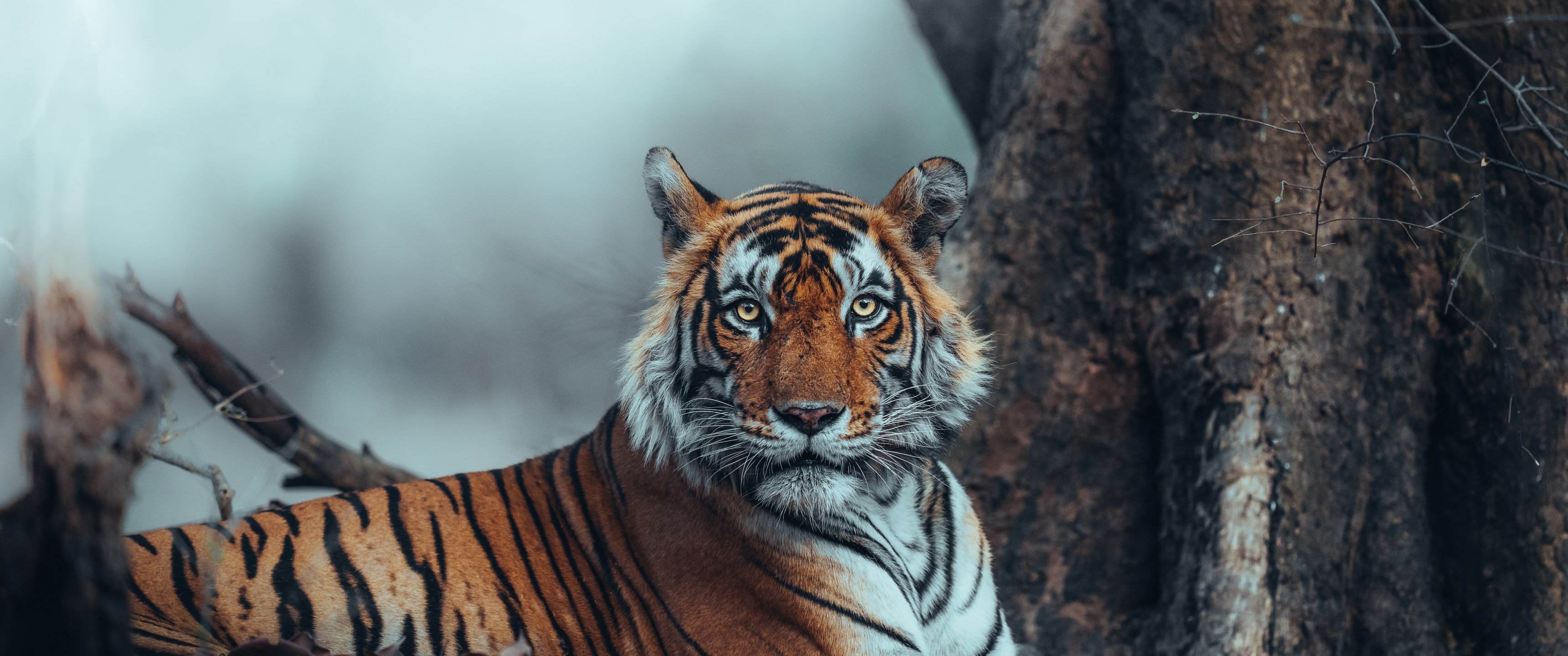 Striped, Tiger Wallpaper 3440x1440 UltraWide WQHD