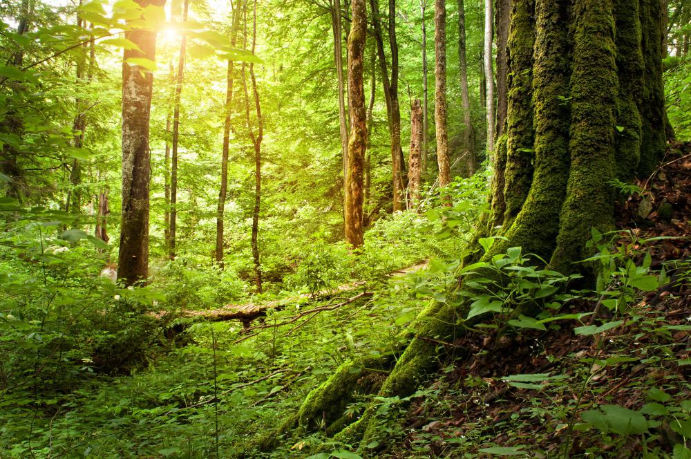 What is the Pygmy Forest? (with pictures)