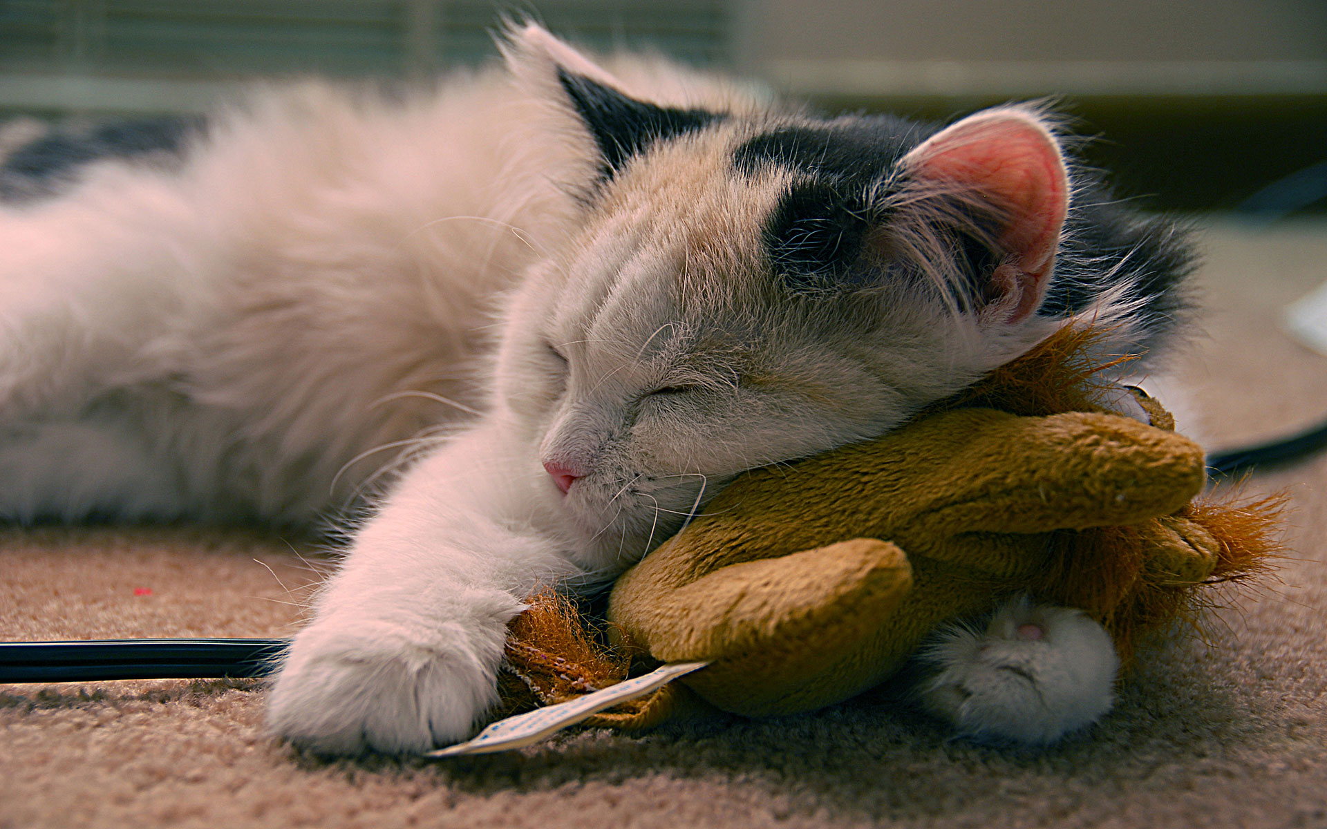 Cat: Home