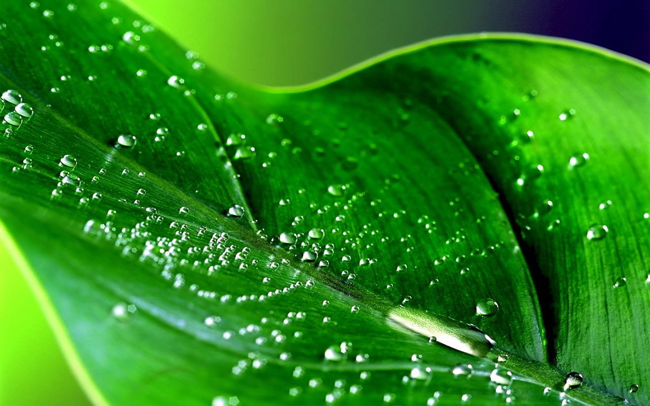 Beauty of nature - Random Wallpaper (4884729) - Fanpop