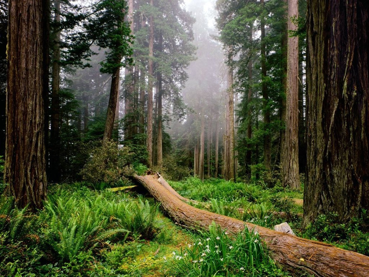Amazing Nature Wallpapers - National Geographic Wallpaper (7896446) - Fanpop
