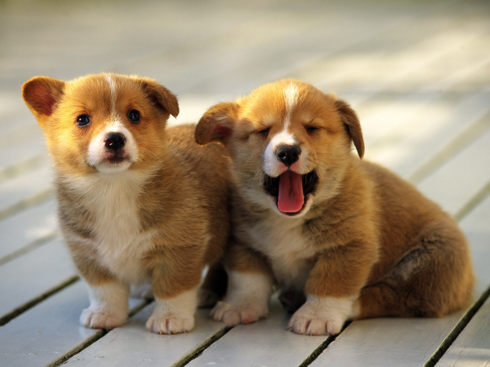 So Cute - Puppies Wallpaper (14749029) - Fanpop