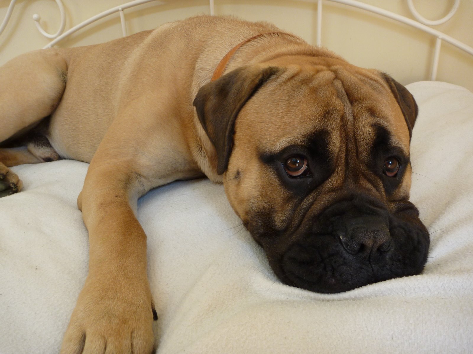 The Beautiful Bullmastiff. - Bullmastiff Wallpaper (15111132) - Fanpop