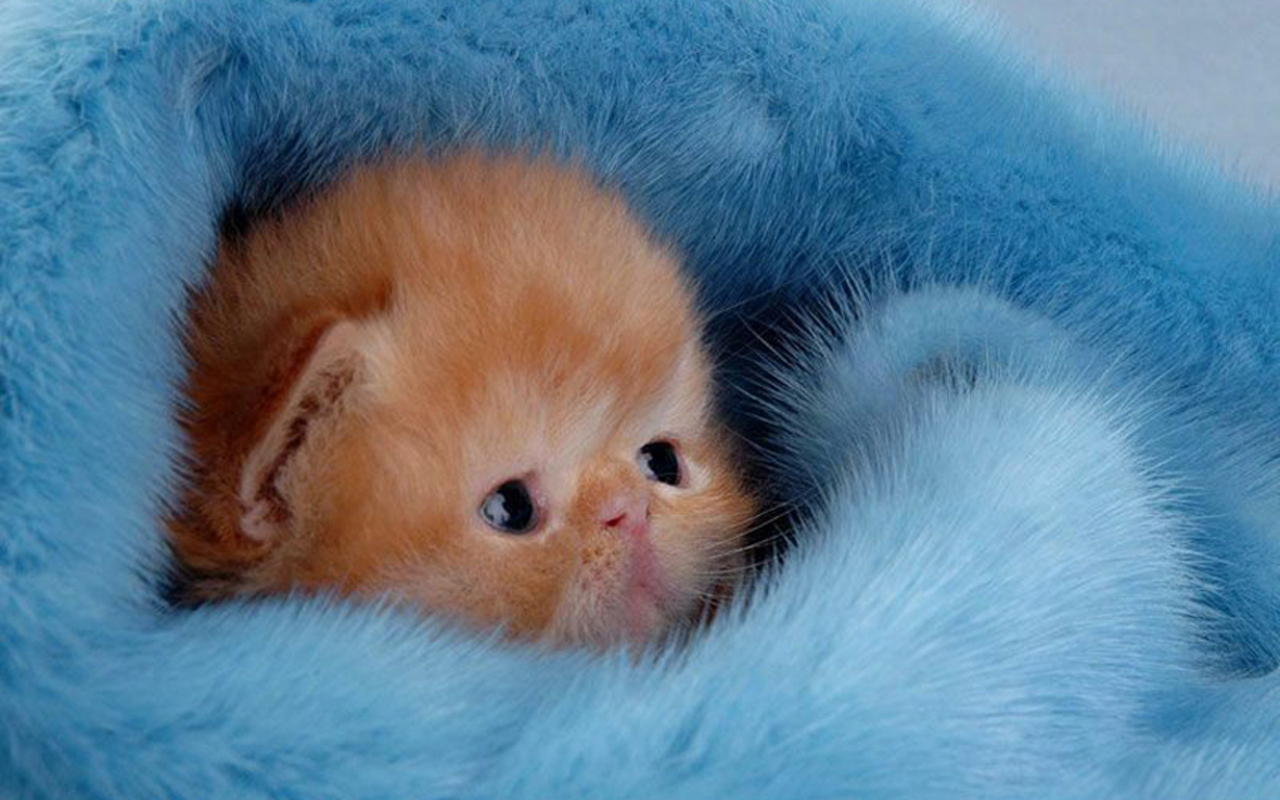 Cute Kitten Wallpaper - Kittens Wallpaper (16094695) - Fanpop