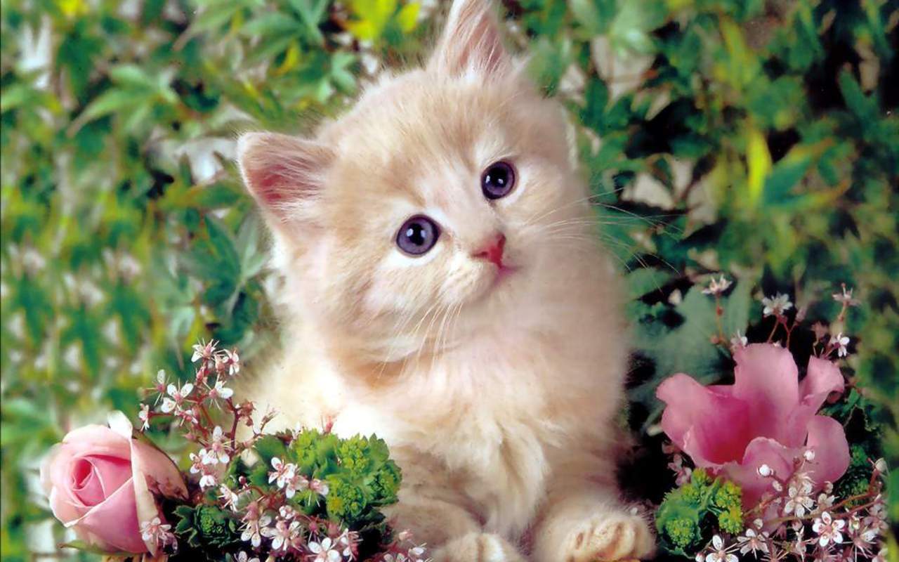 Cute Kitten - Kittens Wallpaper (16122928) - Fanpop - Page 5