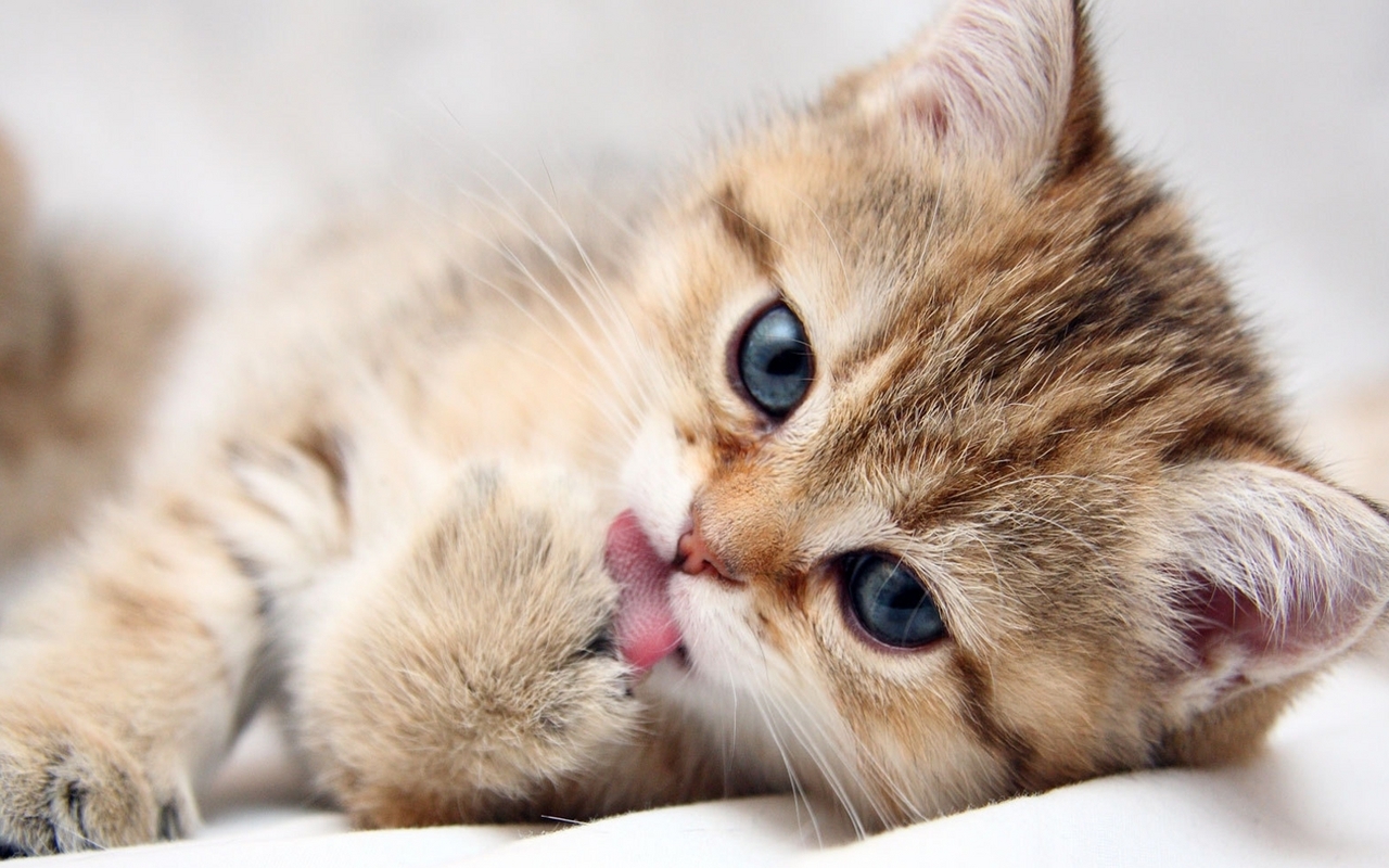 Cute Kitten - Kittens Wallpaper (16122946) - Fanpop