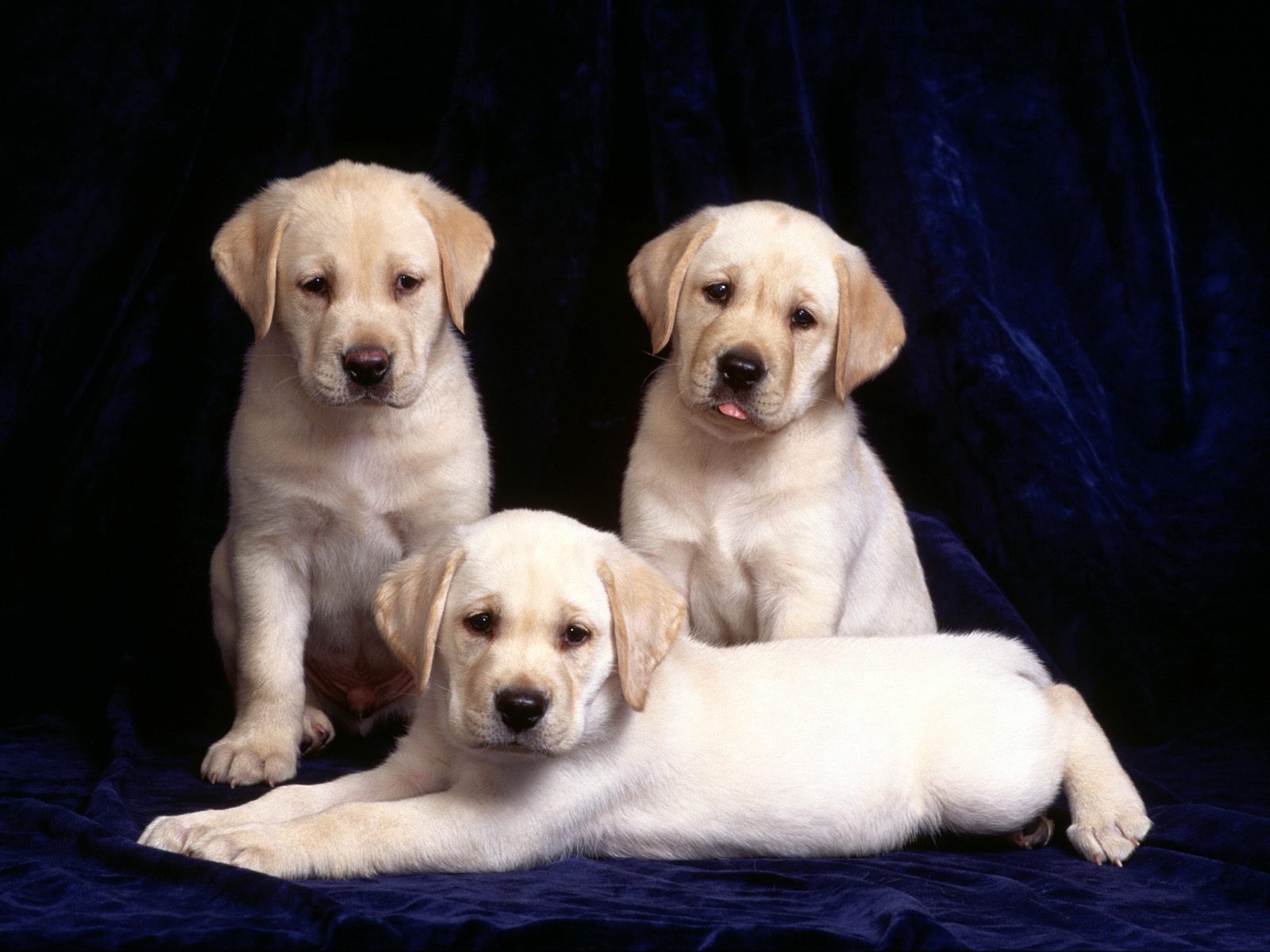 Dogs - Dogs Photo (16697080) - Fanpop