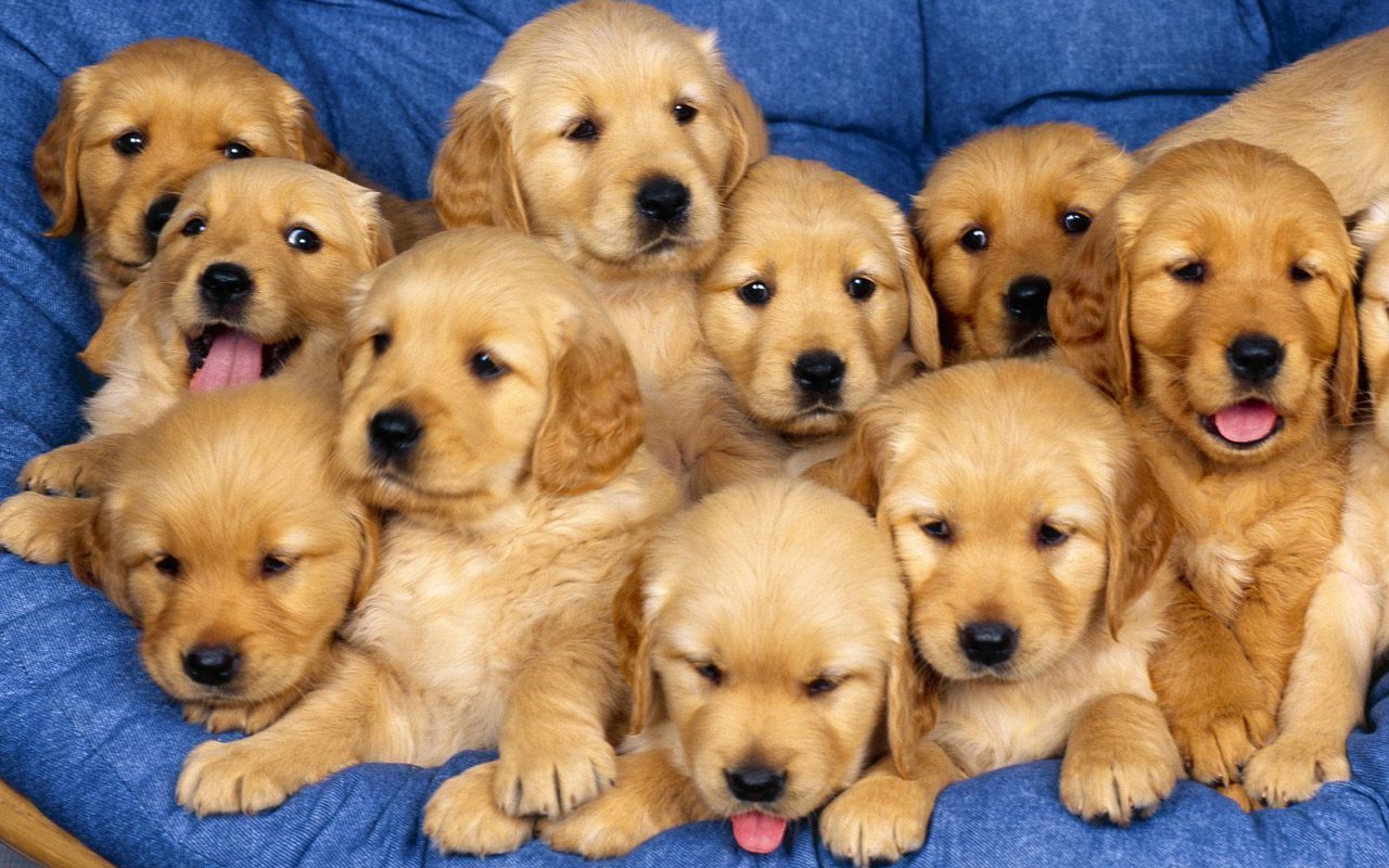 Puppy World