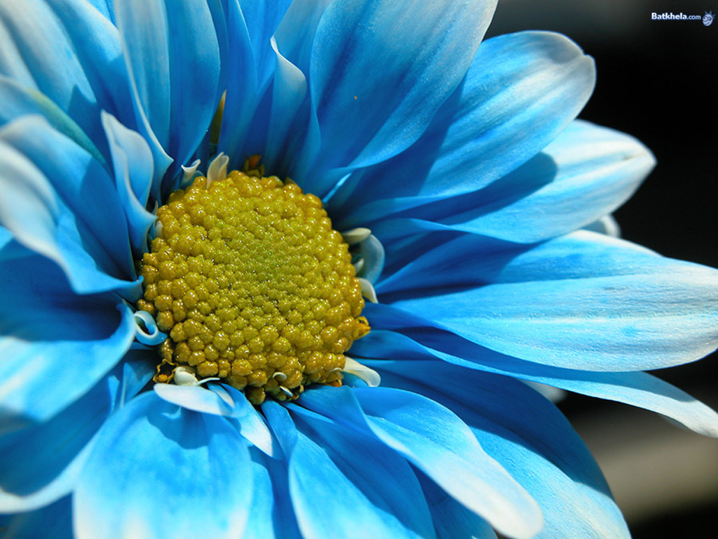 Blue Flower Wallpaper - Cynthia-selahblue (cynti19) Wallpaper (25197800) - Fanpop