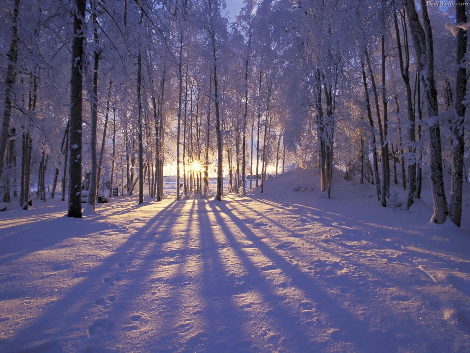 Wondeful Winter Wallpaper - Cynthia-selahblue (cynti19) Wallpaper (27398239) - Fanpop