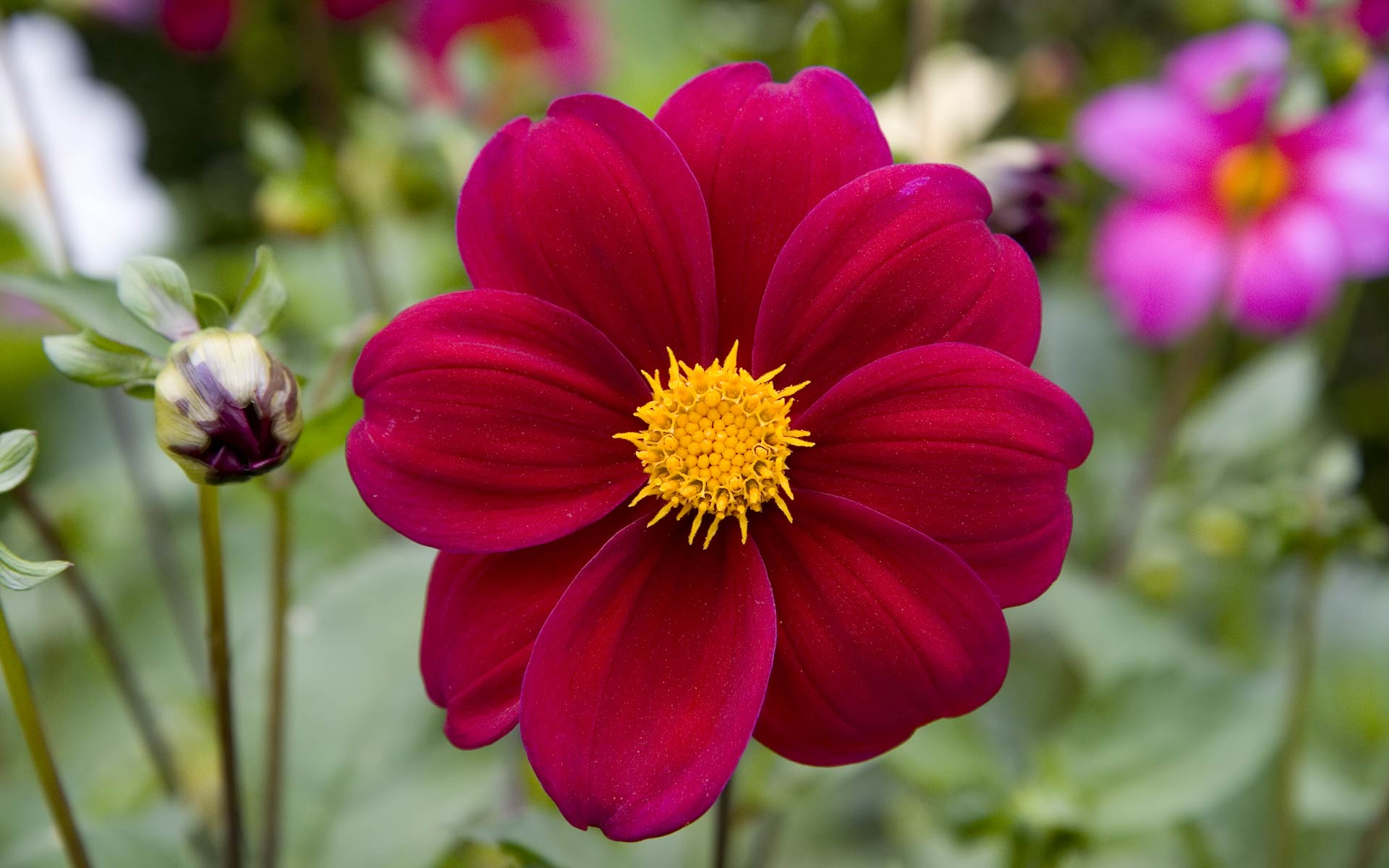 Flower - Medouri Photo (31027642) - Fanpop
