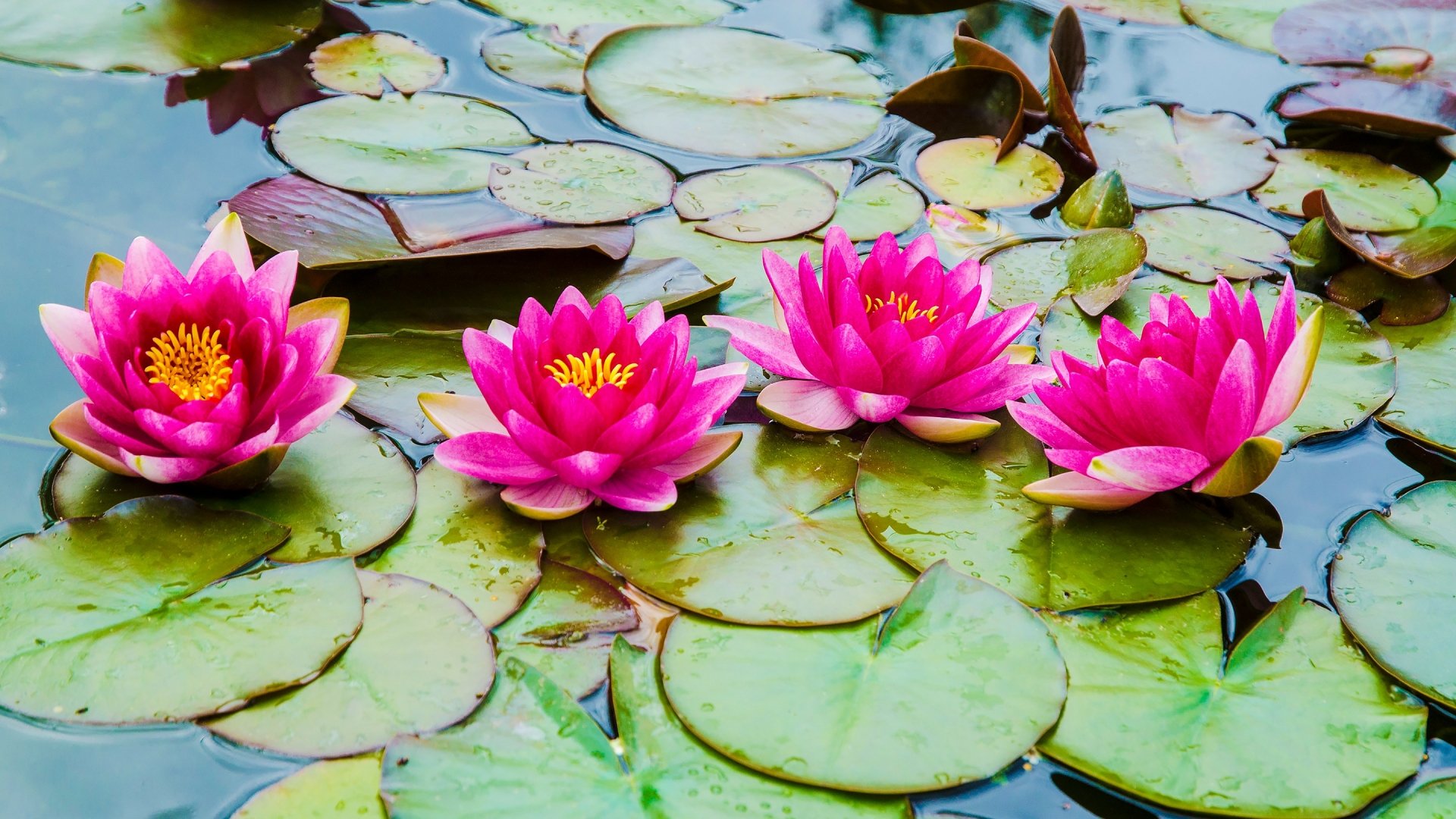 Download Pink Flower Flower Nature Lotus HD Wallpaper