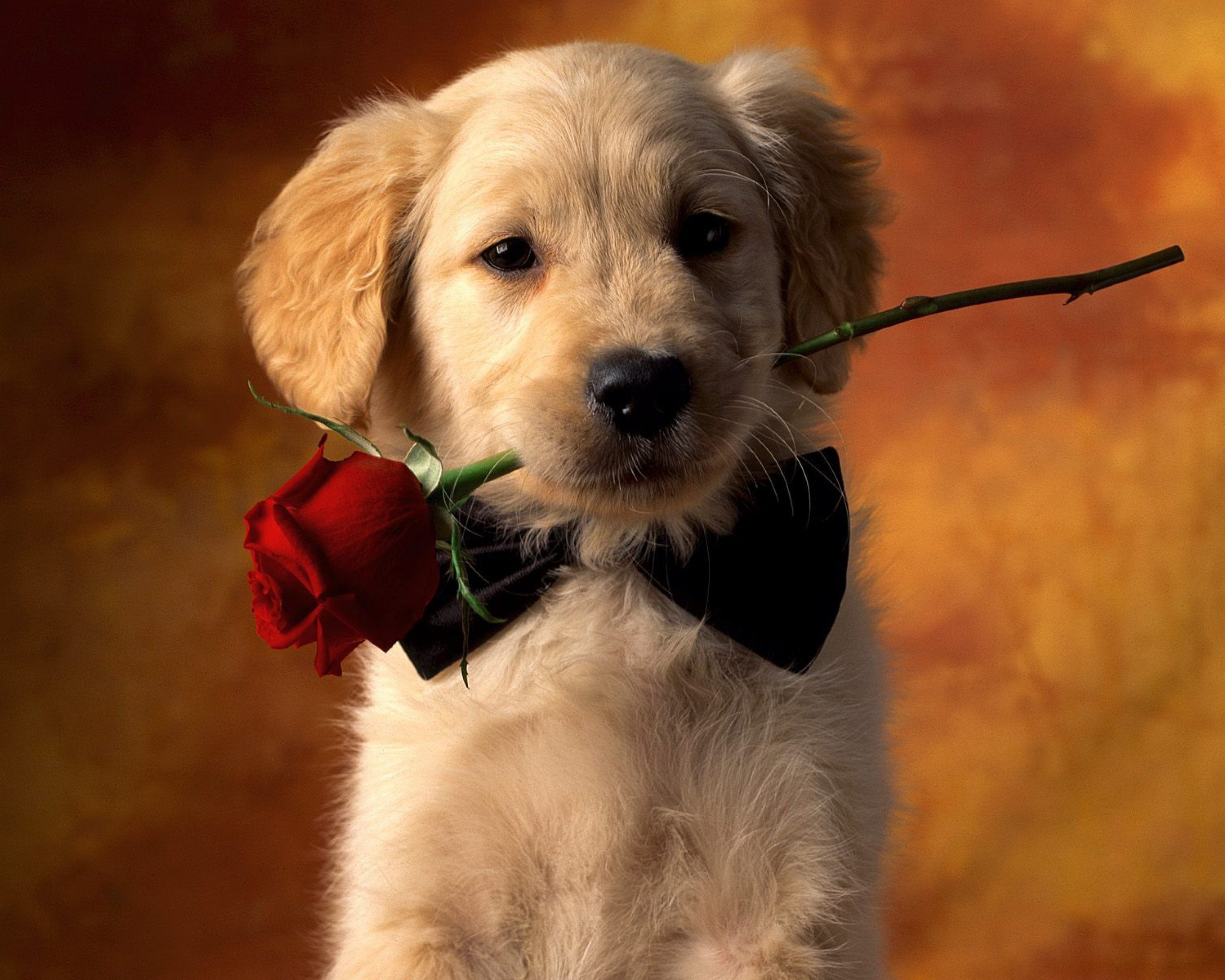 Dog Wallpaper Dog Wallpaper at Terry Cabrera blog