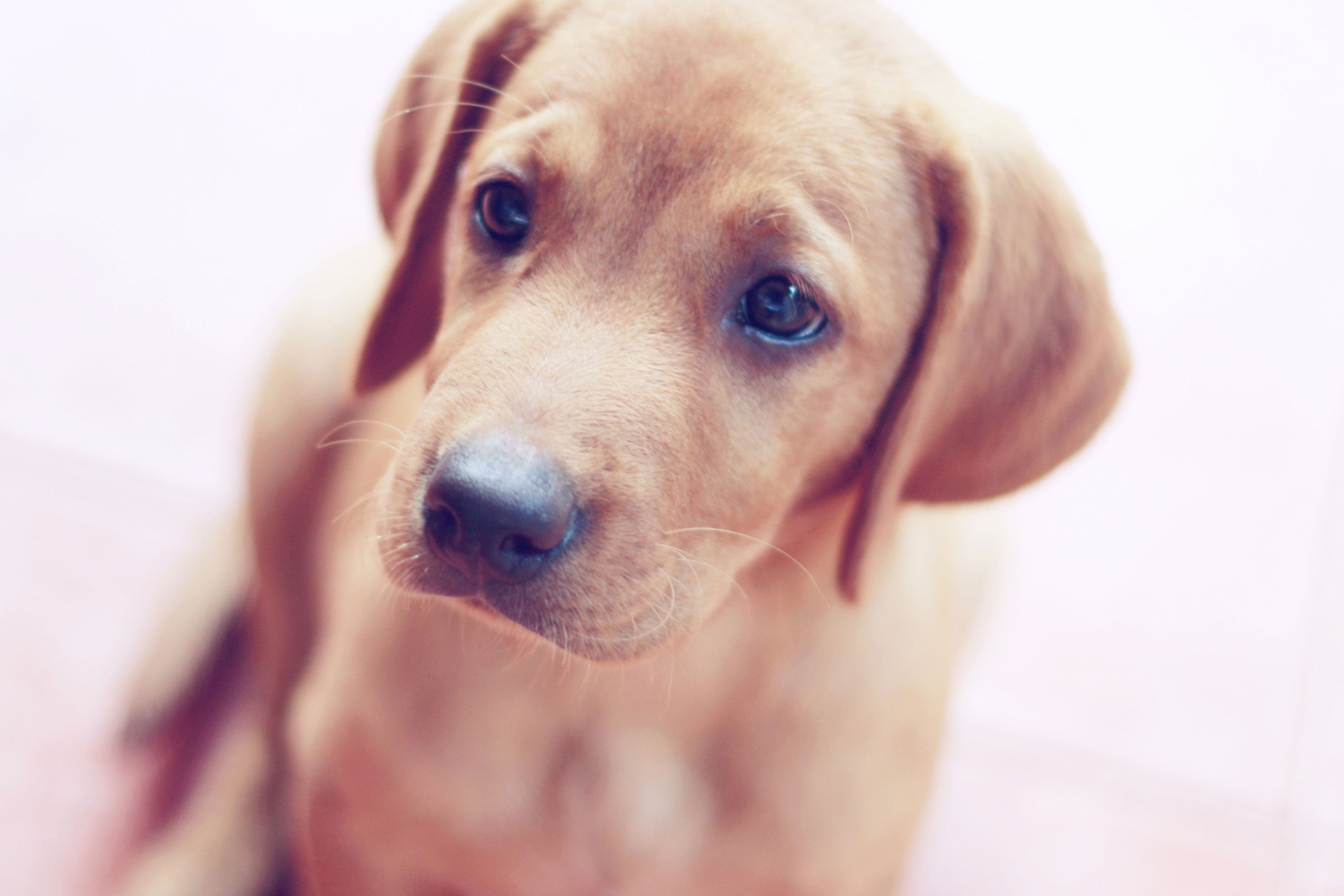 Dog - Dogs Photo (32509010) - Fanpop