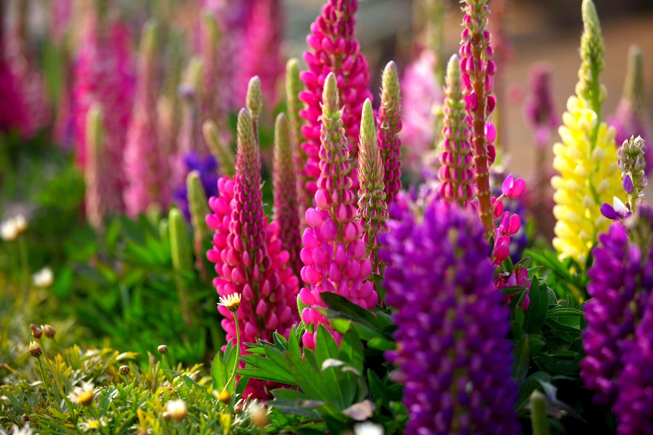 Flowers - Flowers Photo (34186875) - Fanpop