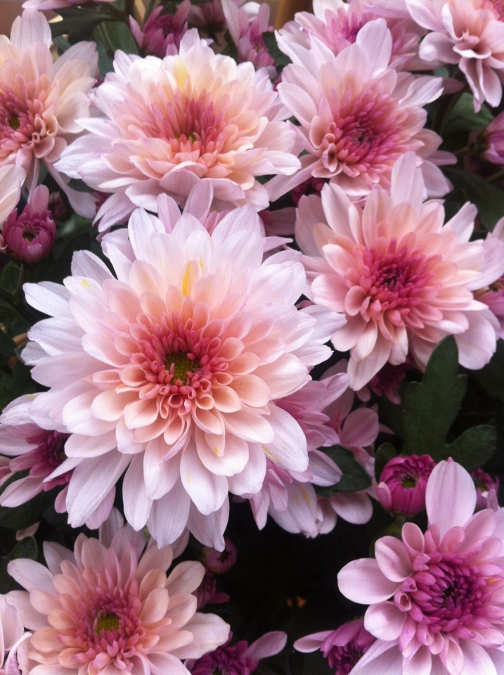 Flower - Flowers Photo (35212537) - Fanpop
