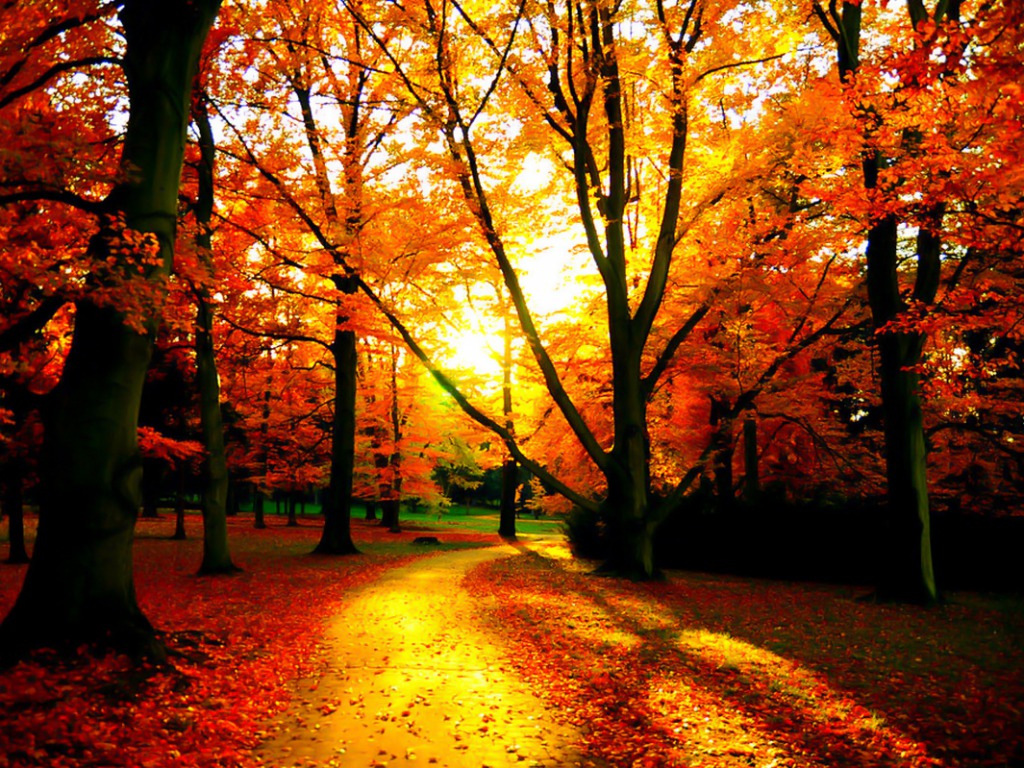 Fall Wallpaper - Cynthia-selahblue (cynti19) Wallpaper (35525303) - Fanpop