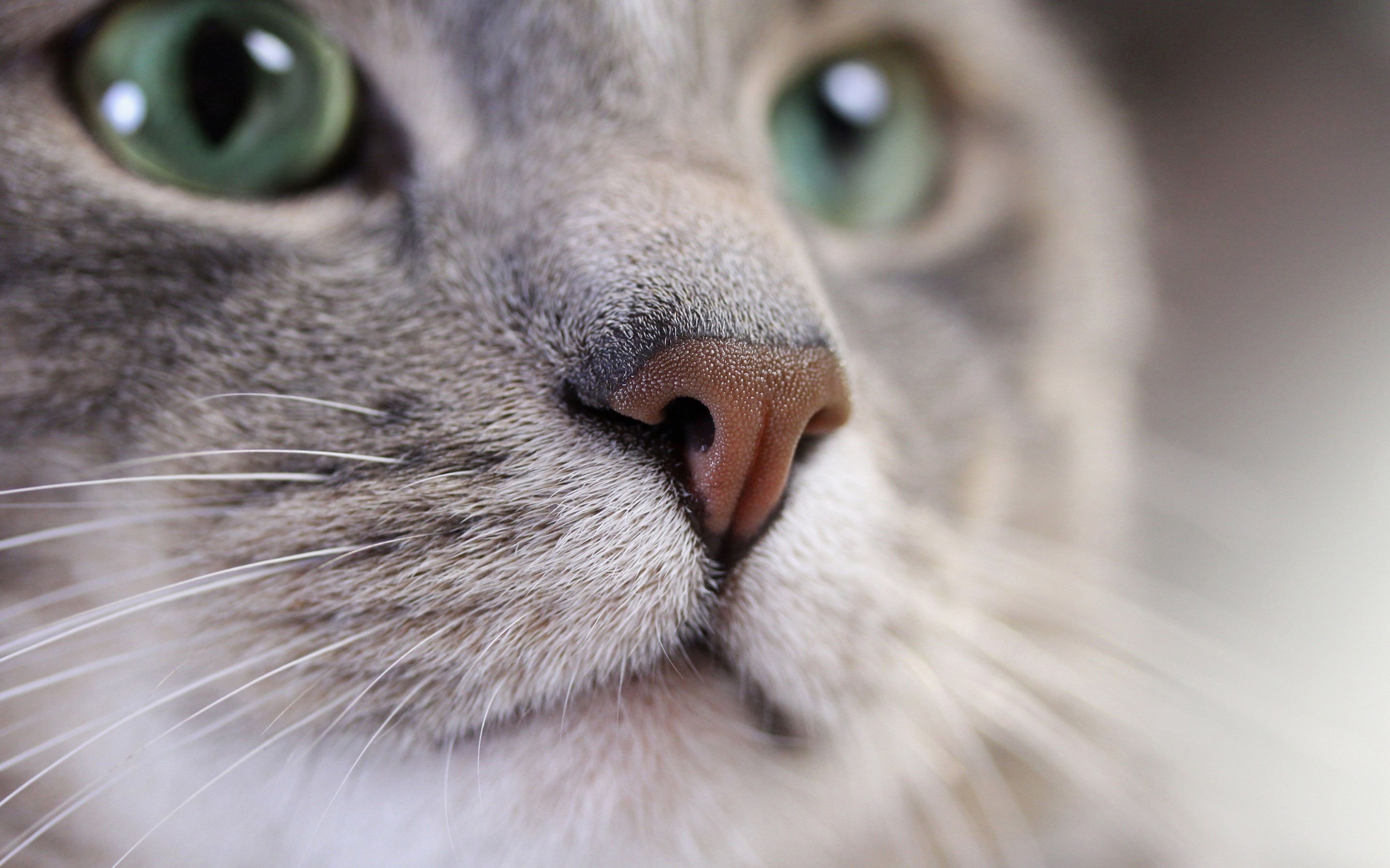 Cat - Cats Wallpaper (38801751) - Fanpop