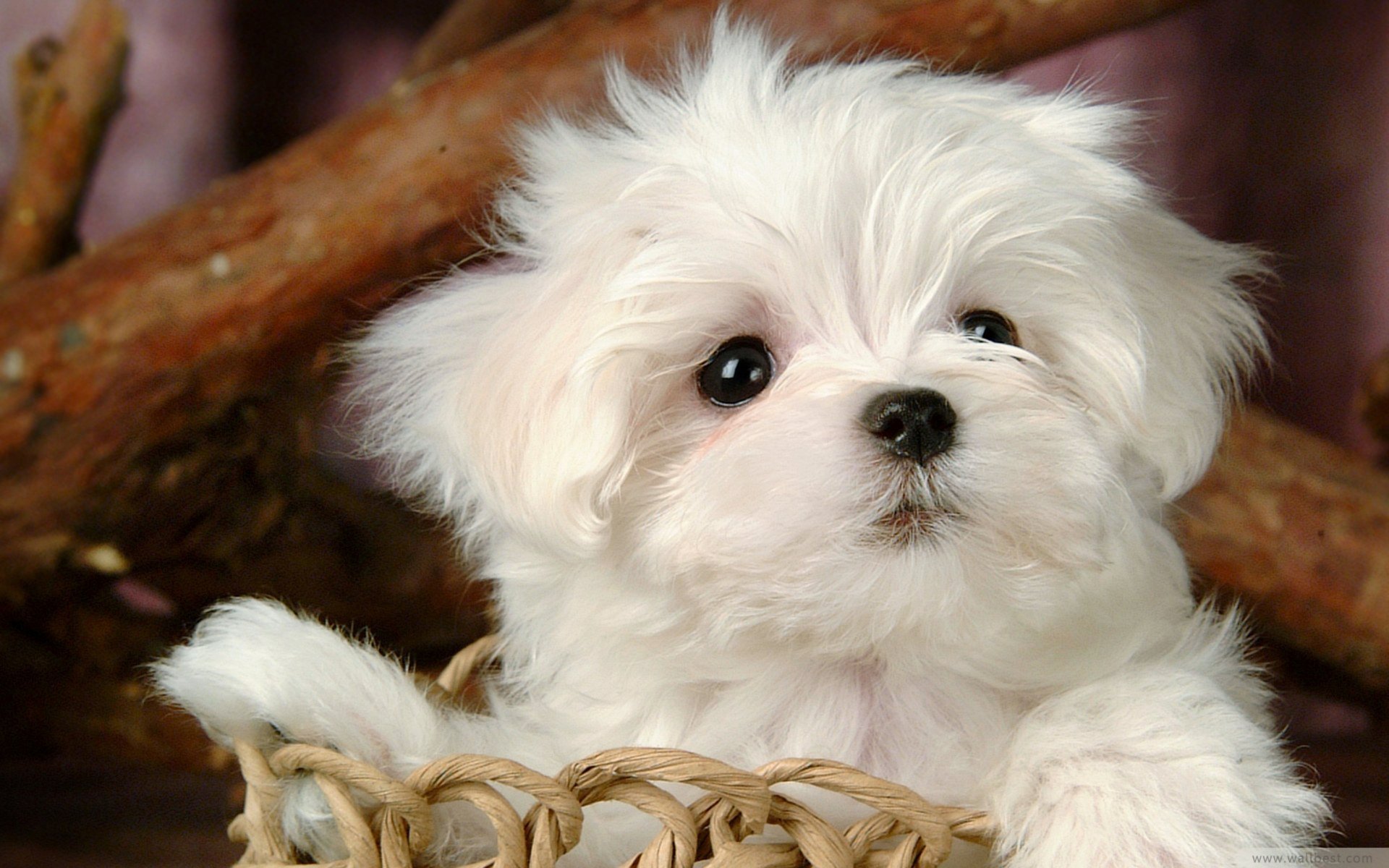 Download Animal Dog HD Wallpaper