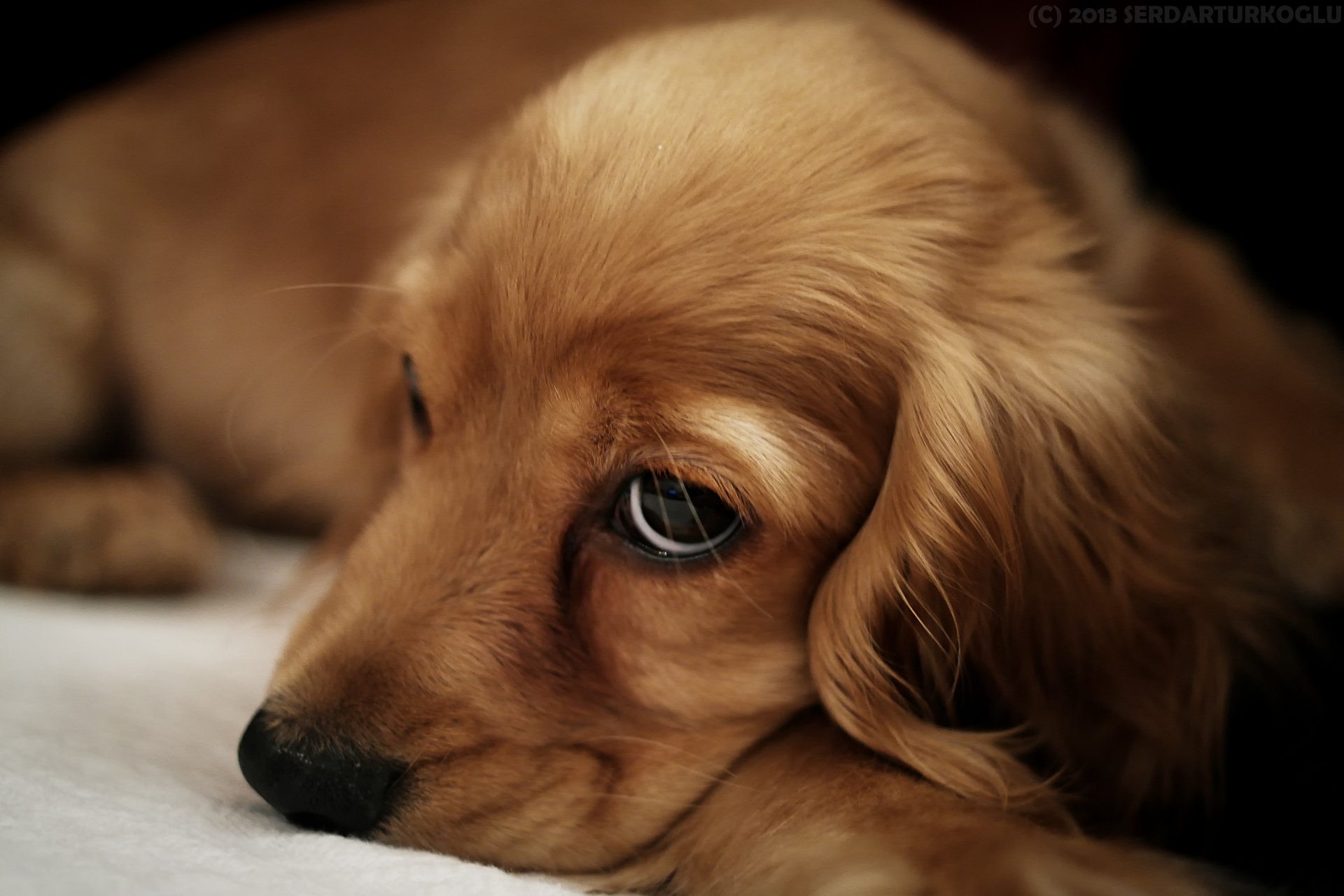 4k Wallpaper Dog | PixLith