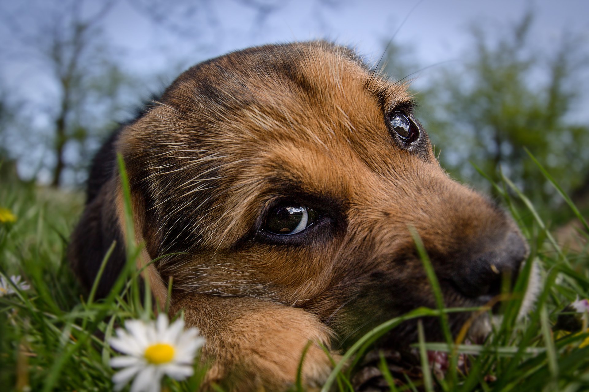 10 Selected 4k desktop wallpaper dog You Can Download It Without A Penny - Aesthetic Arena