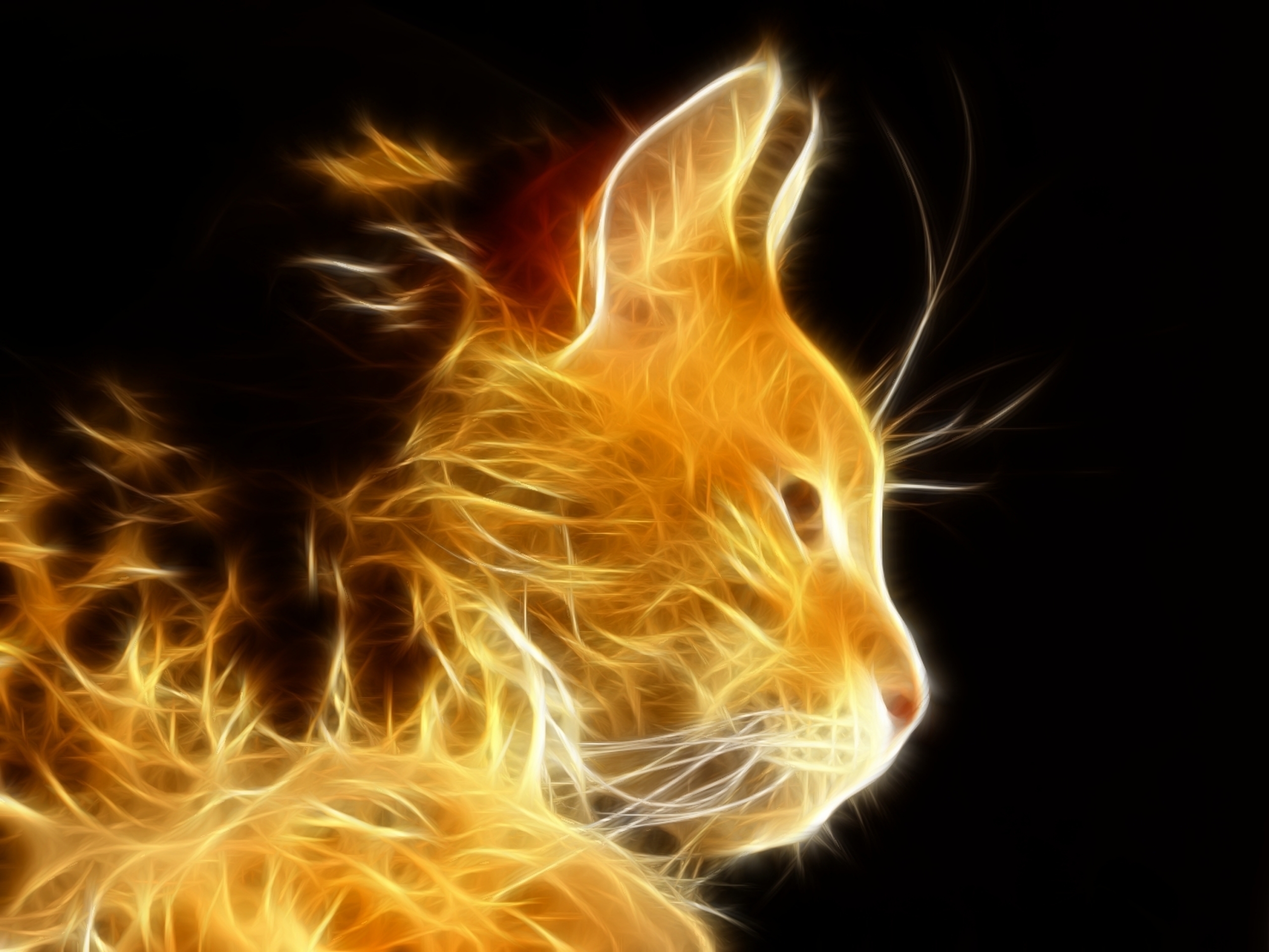 Download Animal Cat HD Wallpaper