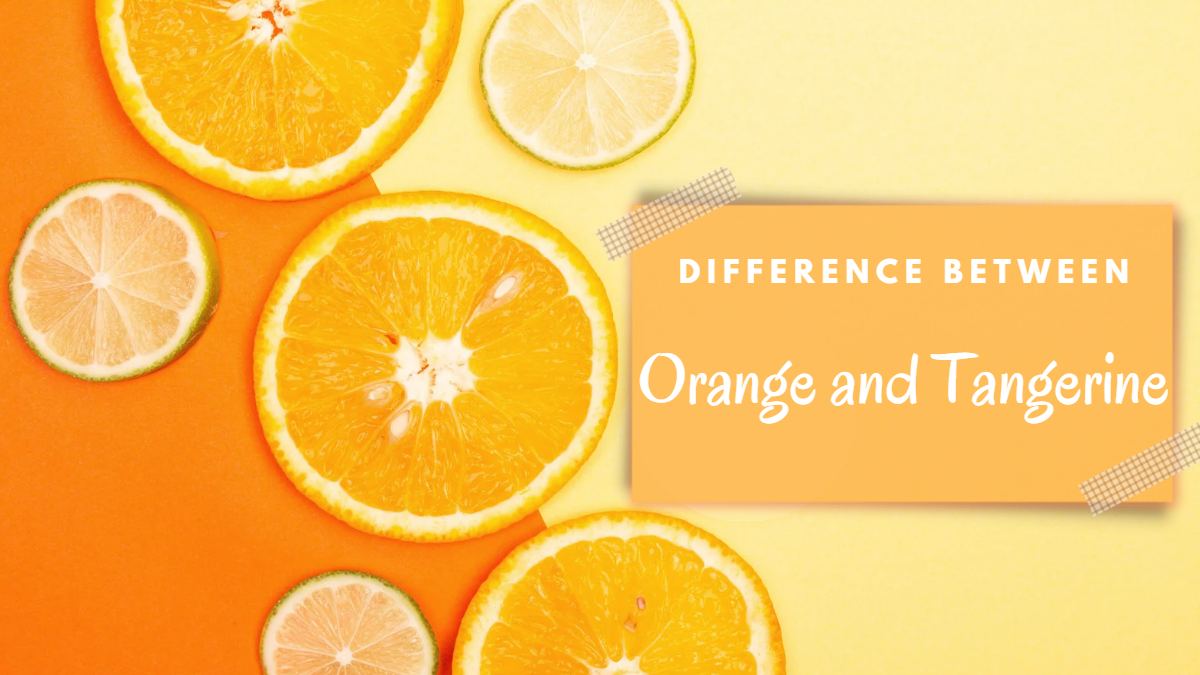 What Is The Difference Between Mandarin And Orange at Sam Meyer blog