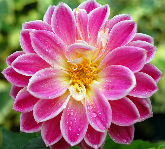 The Flower Poem By Mackenzie Huber - Poem Hunter